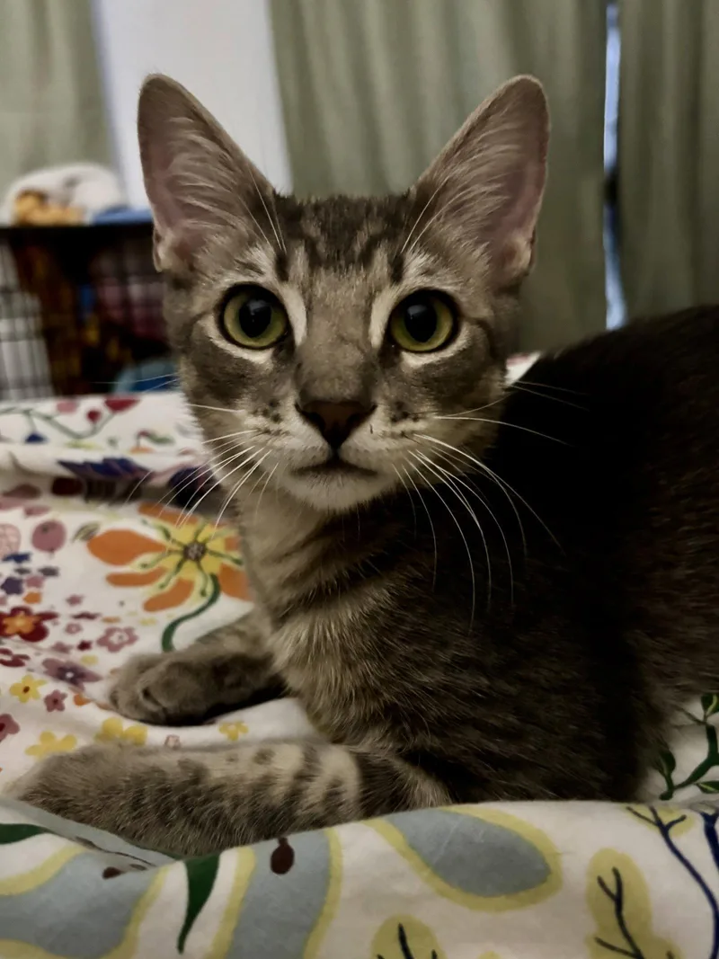 A baby medium-sized male Domestic Short Hair cat named Papaya for adoption in Orlando, FL