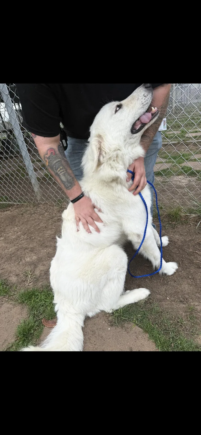 Newt Htx thumbnail 2