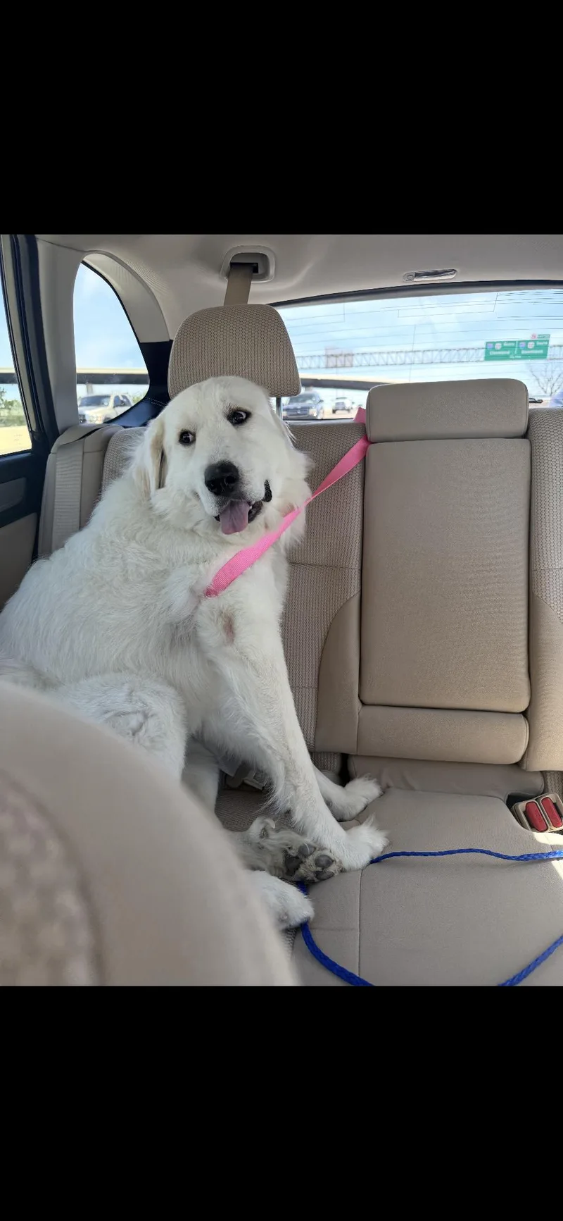 Newt Htx thumbnail 3