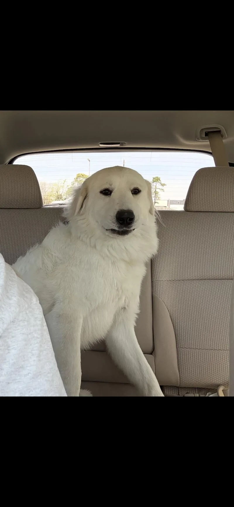 Newt Htx thumbnail 5