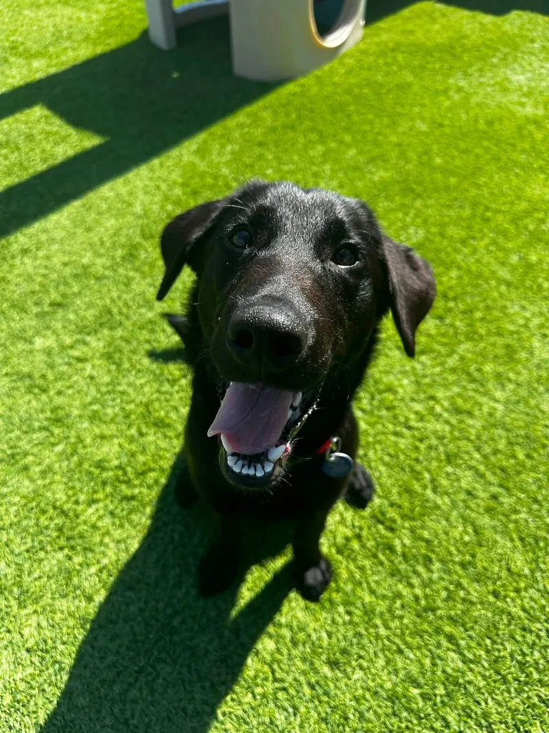 Maverick