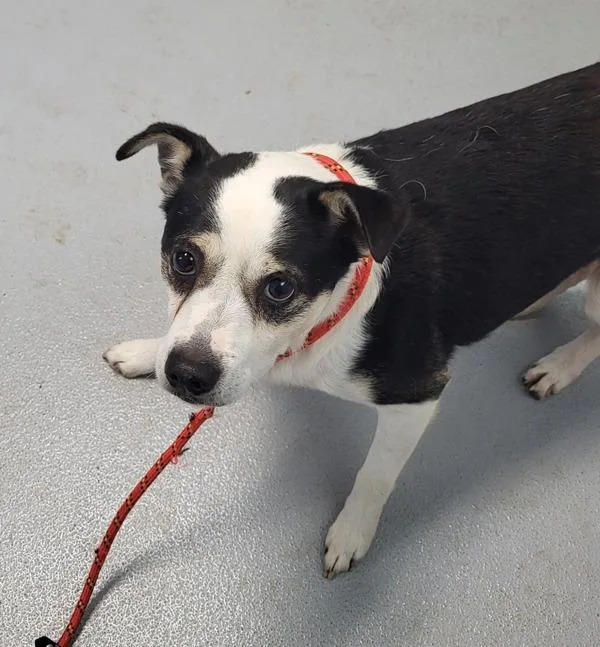 An adult small-sized male Beagle dog named Pen C Loofy for adoption in Lawrenceville, GA