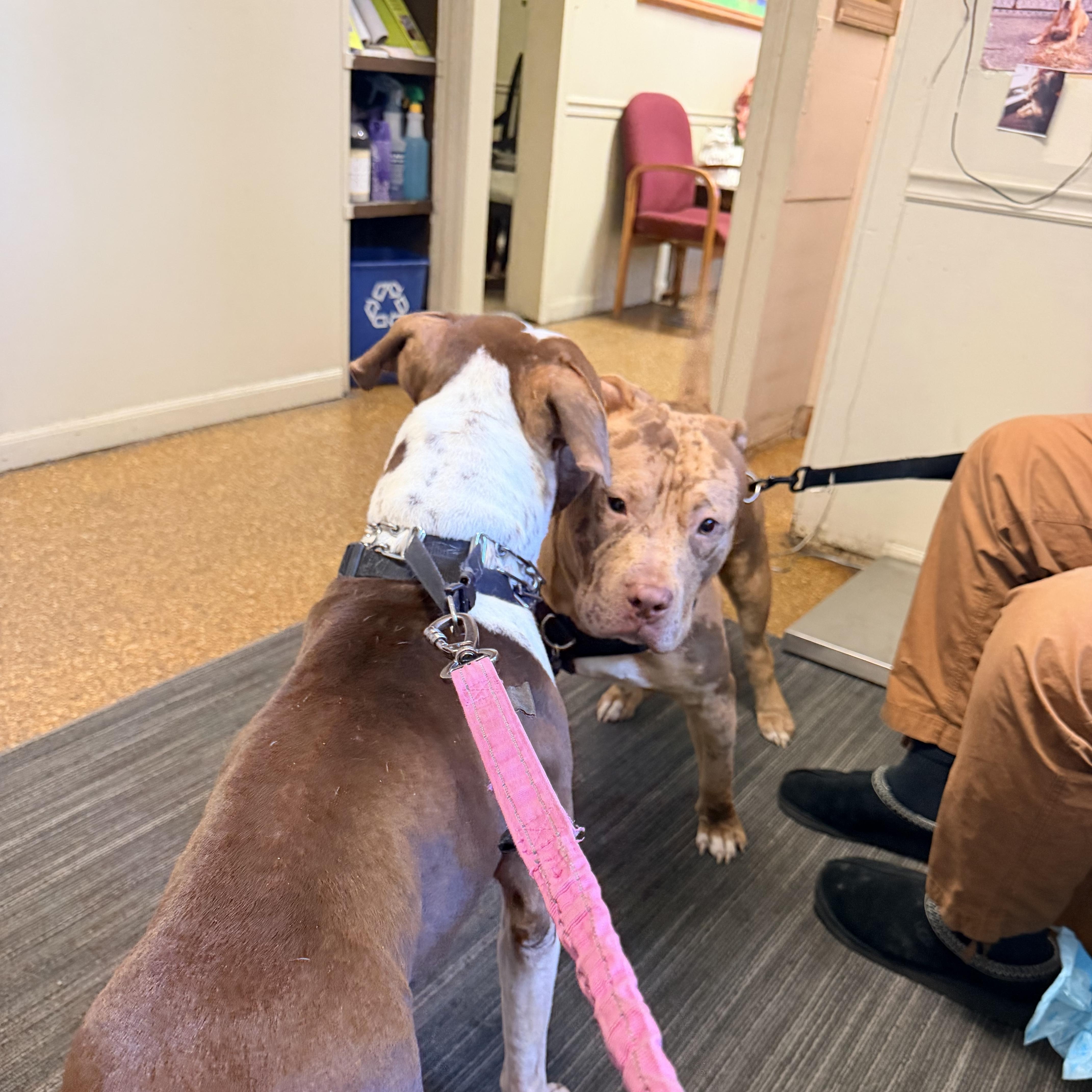 An adult medium-sized male Brown / Chocolate Boxer dog named Wasabi for adoption in New York, NY
