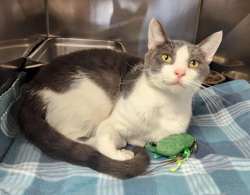 A young medium-sized male Gray & White Domestic Short Hair cat named Theodore for adoption in Clayton, NJ