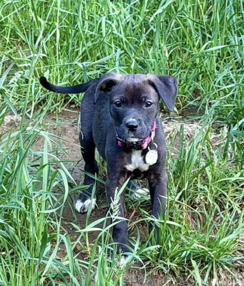 A baby medium-sized female Black Mixed Breed dog named Ally for adoption in Randolph Center, VT