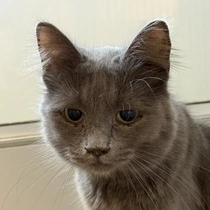 An adult medium-sized female Gray / Blue / Silver Domestic Short Hair cat named Violet for adoption in Lansing, MI