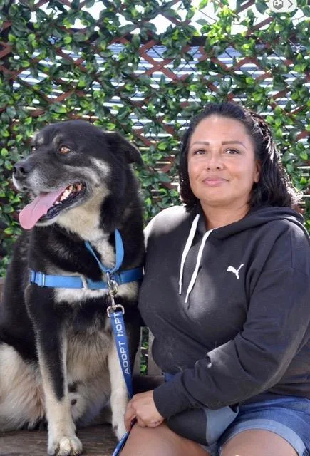 An adult medium-sized male German Shepherd Dog dog named Ducky for adoption in Santa Barbara, CA