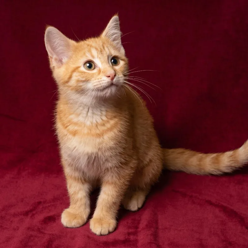A baby small-sized female Orange / Red Domestic Short Hair cat named Beatrix for adoption in Springfield, OH
