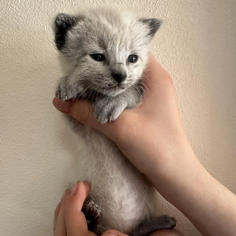 A baby medium-sized male Lilac Point Domestic Short Hair cat named Stormy for adoption in Sunnyside, WA