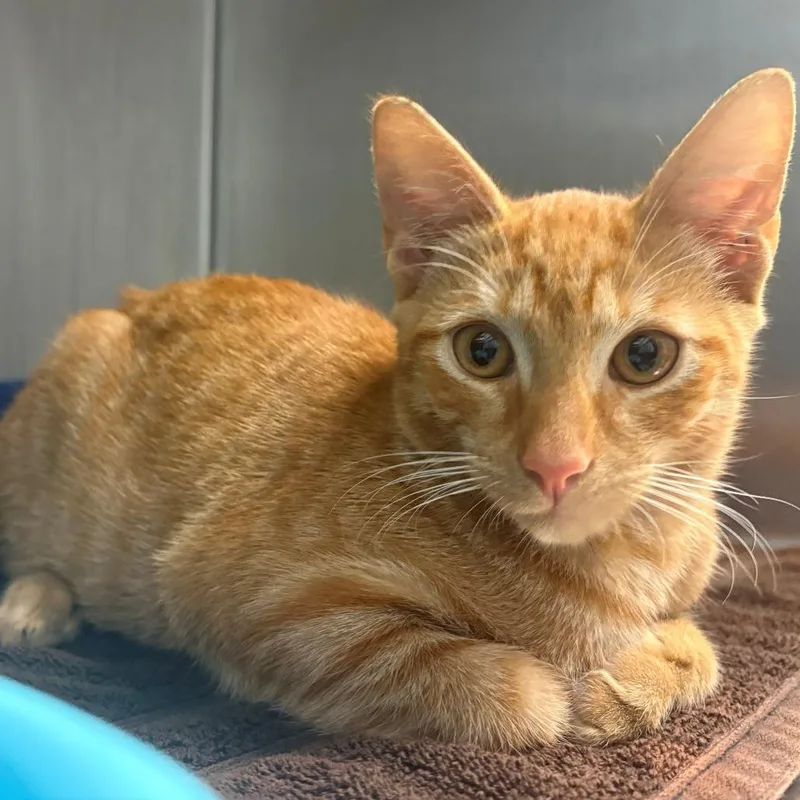 A young medium-sized male Orange / Red Domestic Short Hair cat named Tigger for adoption in East Hanover, NJ
