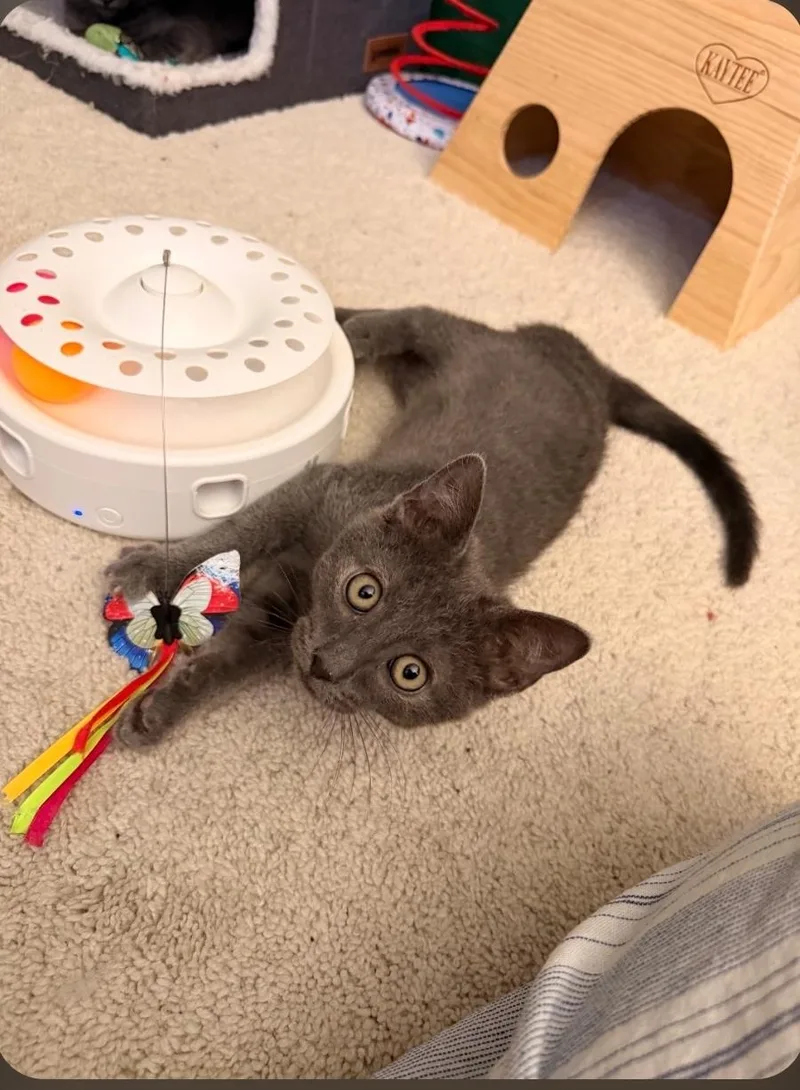 A young medium-sized male Gray / Blue / Silver Domestic Short Hair cat named Cloud for adoption in Mission Viejo, CA