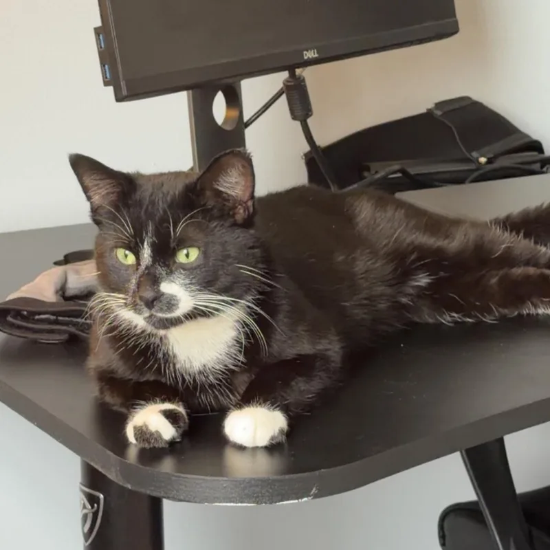 A young medium-sized male Black & White / Tuxedo Domestic Short Hair cat named Melshi for adoption in Rochester Hills, MI