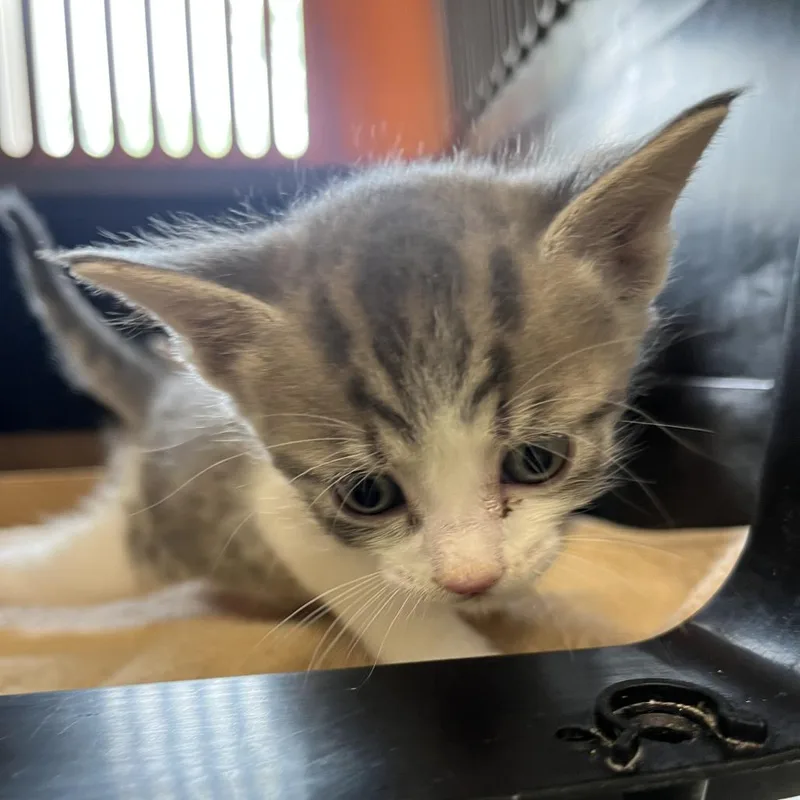 A baby small-sized male Gray / Blue / Silver Domestic Short Hair cat named Pony for adoption in Oak Park, IL