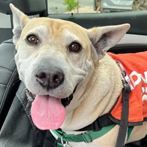 A senior medium-sized female White / Cream Shar-Pei dog named Stella for adoption in Flagstaff, AZ