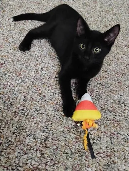 A baby small-sized male Domestic Short Hair cat named Iron Man for adoption in Fishers, IN