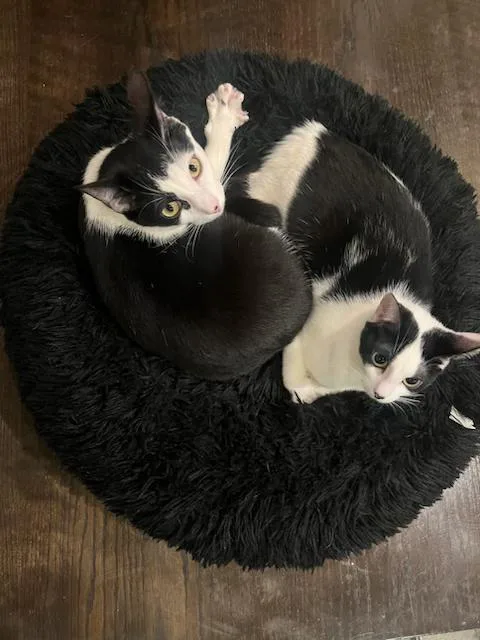 Giuseppe thumbnail 2