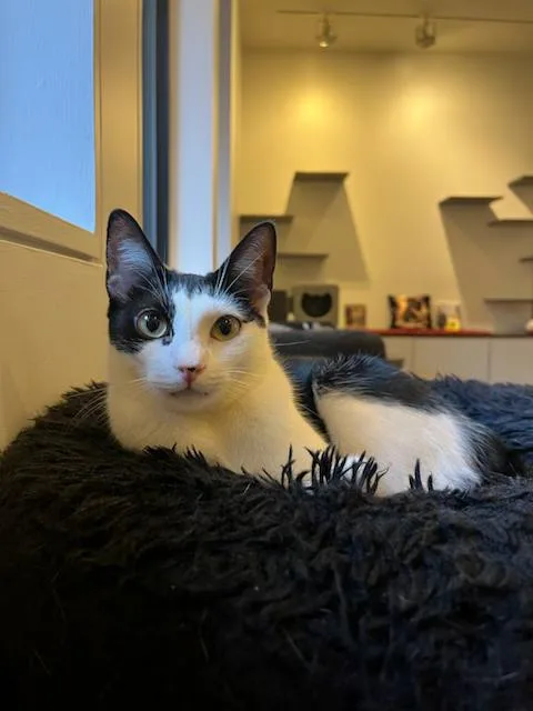 Giuseppe thumbnail 3