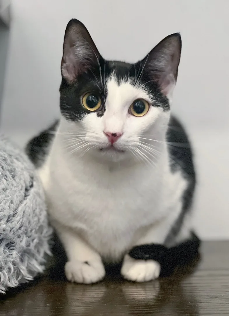 Giuseppe thumbnail 4