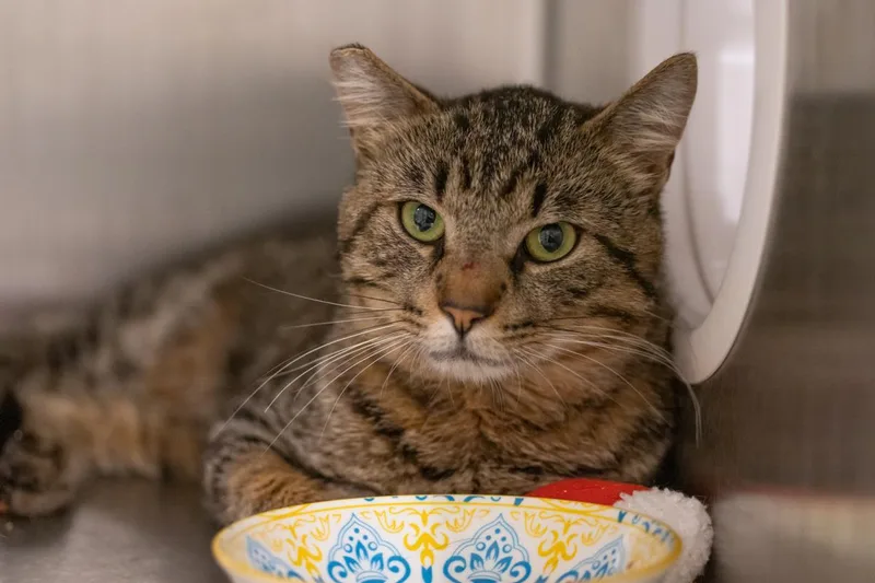 An adult medium-sized male Domestic Short Hair cat named Bolton for adoption in Lincoln, CA