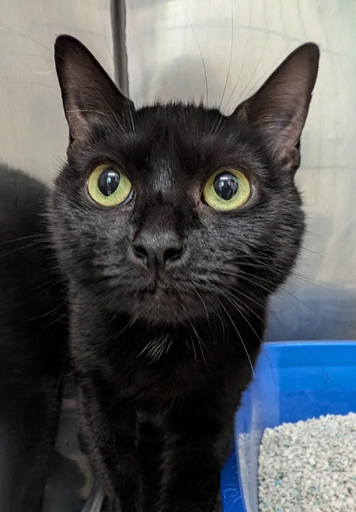 A young medium-sized female Domestic Short Hair cat named Squishy for adoption in Fall River, MA