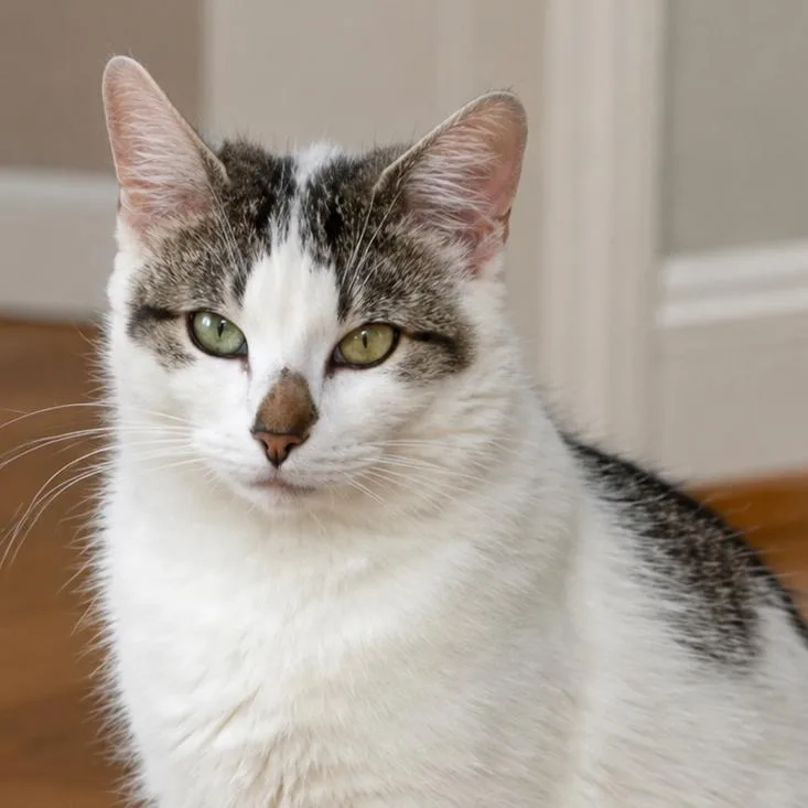A young small-sized female White Domestic Short Hair cat named Regina for adoption in Meridian, ID