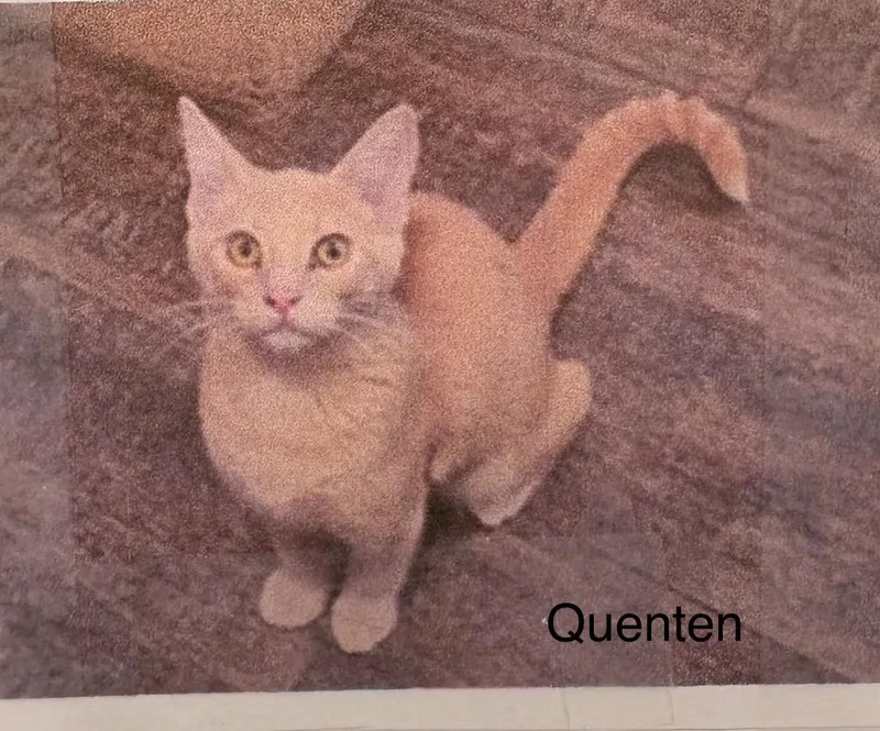 A baby medium-sized male Russian Blue cat named Quesnton for adoption in Heber City, UT