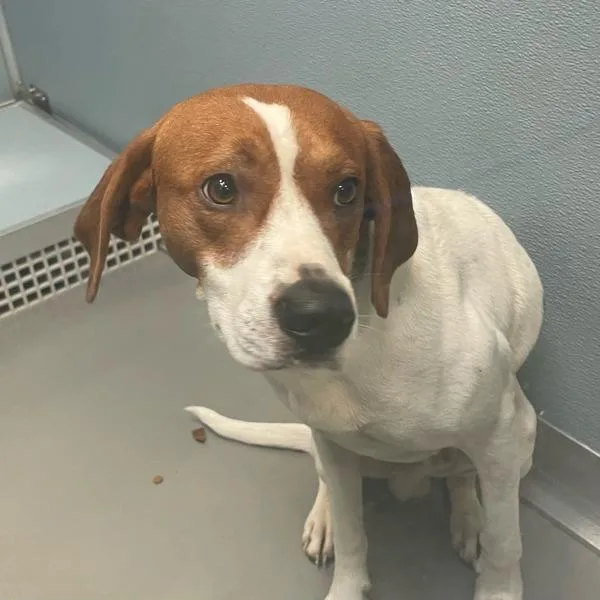An adult medium-sized male Treeing Walker Coonhound dog named Gunnie for adoption in Des Moines, IA