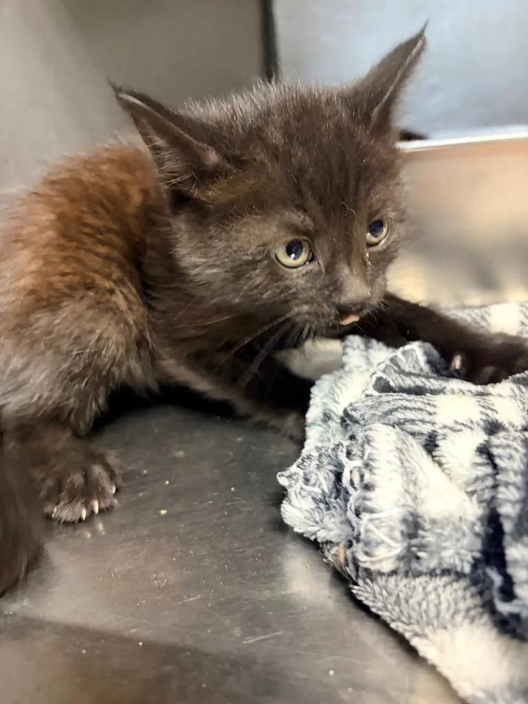 A baby medium-sized female Domestic Short Hair cat named Laena for adoption in Huntington, IN