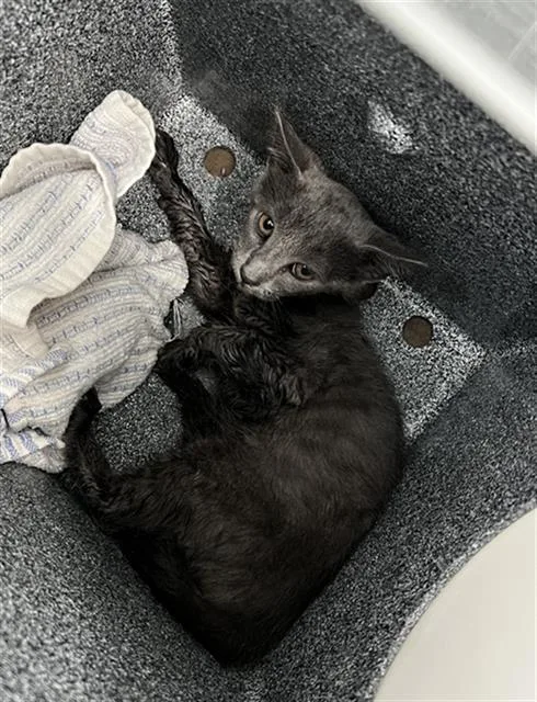 A baby medium-sized female Domestic Medium Hair cat named Zoe for adoption in Dallas, TX