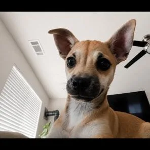 A baby small-sized female Chihuahua dog named Bambi for adoption in Lodi, CA