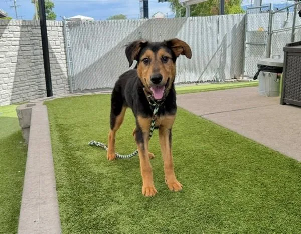 A young small-sized male Rottweiler dog named Chuy for adoption in Salt Lake City, UT