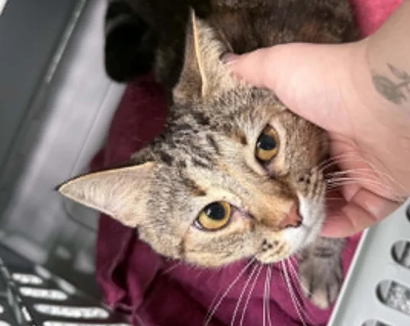 A young medium-sized female Domestic Short Hair cat named Chalupo for adoption in Waverly, TN