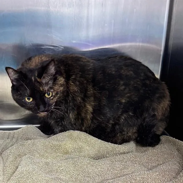 An adult large-sized female Domestic Short Hair cat named Aurora for adoption in Naples, FL