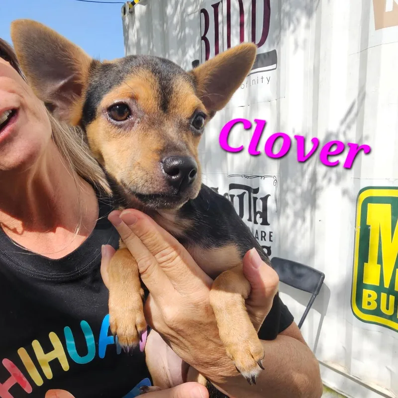 Clover
