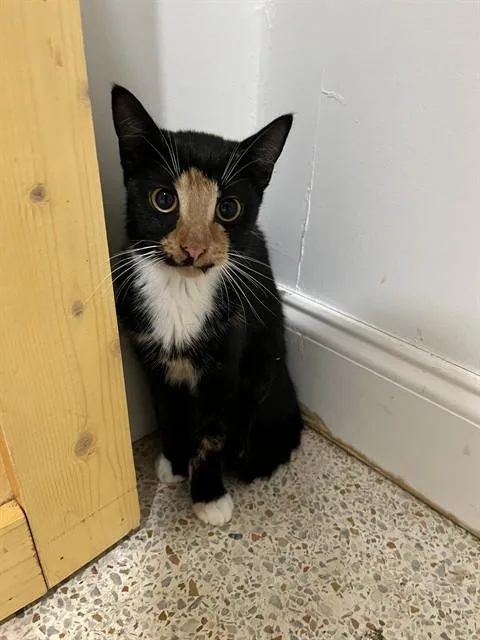 A young small-sized female Domestic Short Hair cat named East for adoption in Miami, FL