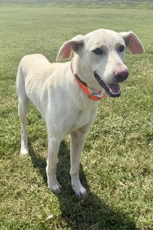 An adult medium-sized female Yellow / Tan / Blond / Fawn Mixed Breed dog named Magic for adoption in Maryville, TN