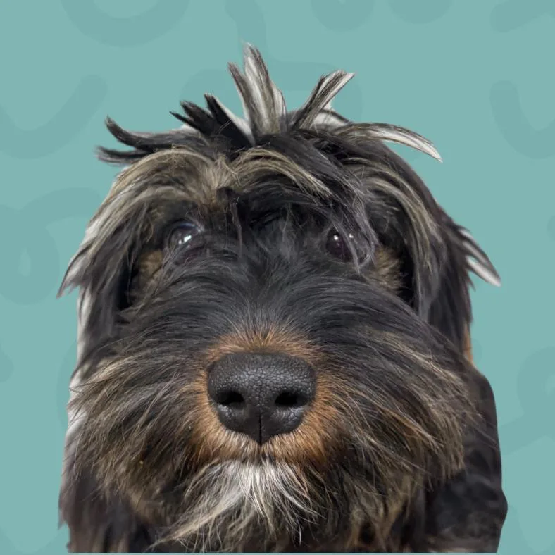 An adult small-sized female Black Shih Tzu dog named Clara for adoption in Reno, NV