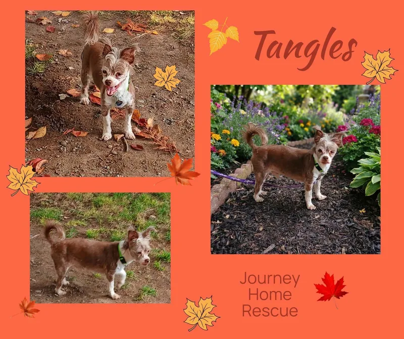 An adult small-sized male Shorkie dog named Tangles for adoption in East Wenatchee, WA