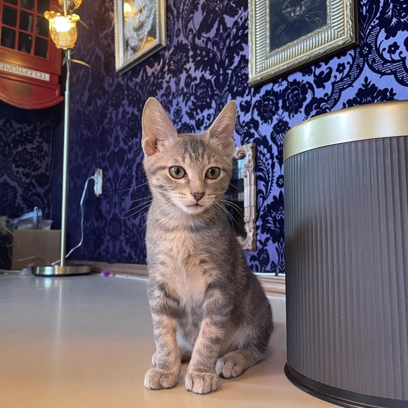 A baby small-sized male Gray / Blue / Silver Domestic Short Hair cat named Elrond for adoption in Austin, TX