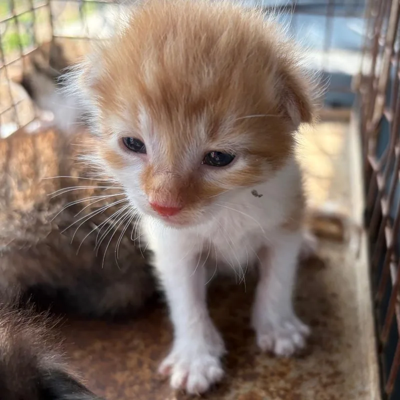 A baby small-sized female Orange / Red Domestic Short Hair cat named Pistachio for adoption in Edinburg, TX