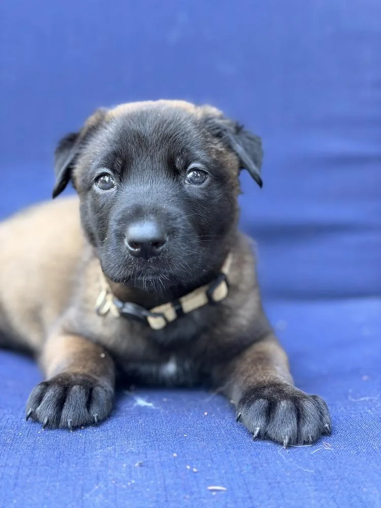 A baby large-sized female Belgian Shepherd / Malinois dog named Figgy for adoption in Pleasant Hill, CA