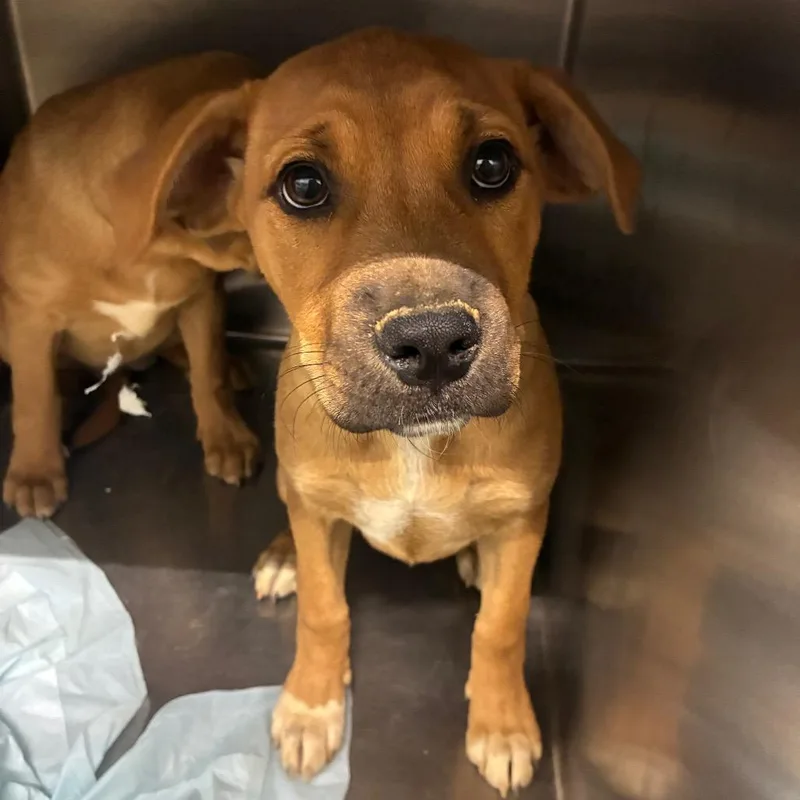 A baby small-sized female Mixed Breed dog named Silk for adoption in Corbin, KY