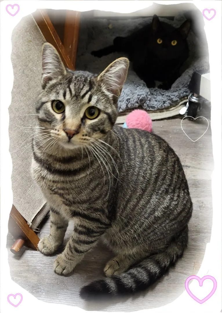 Ms. Codi Cat!! thumbnail 2