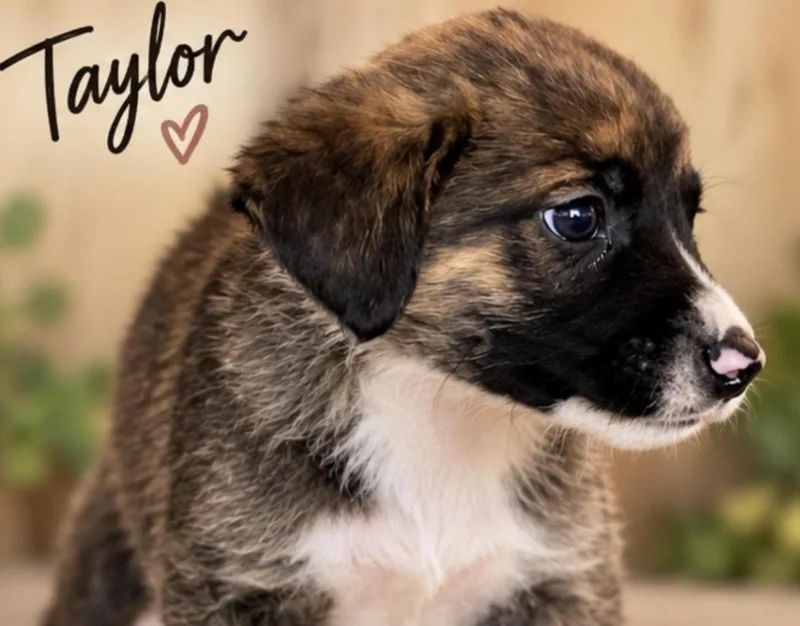 A baby medium-sized female Brindle Shepherd dog named Taylor Sport for adoption in Andover, MA