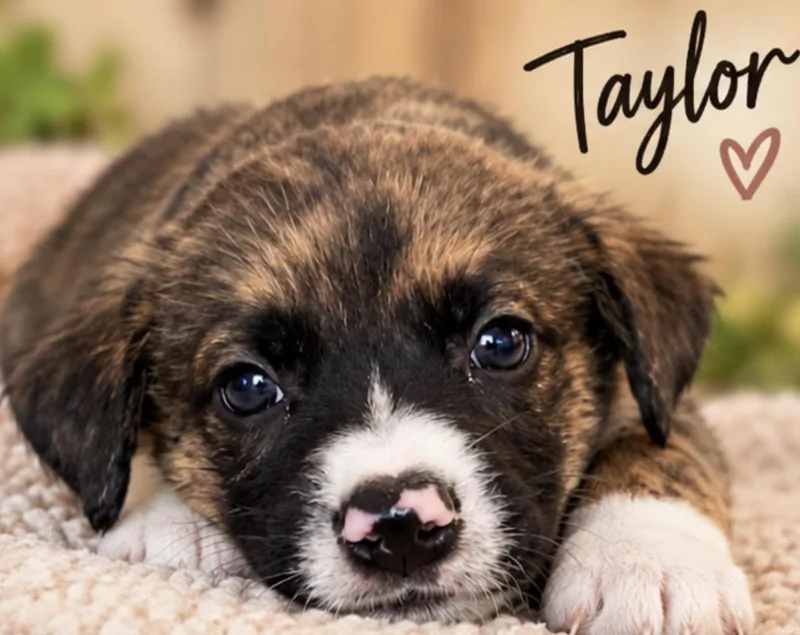 Taylor Sport thumbnail 2