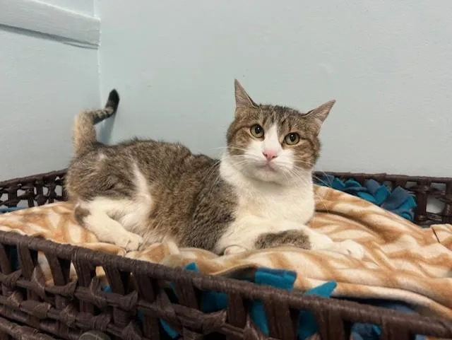 An adult medium-sized male Tabby (Brown / Chocolate) Domestic Short Hair cat named Axel for adoption in Chicago, IL