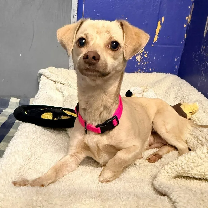 An adult small-sized female Yellow / Tan / Blond / Fawn Chihuahua dog named Ct Cinni for adoption in Eastford, CT