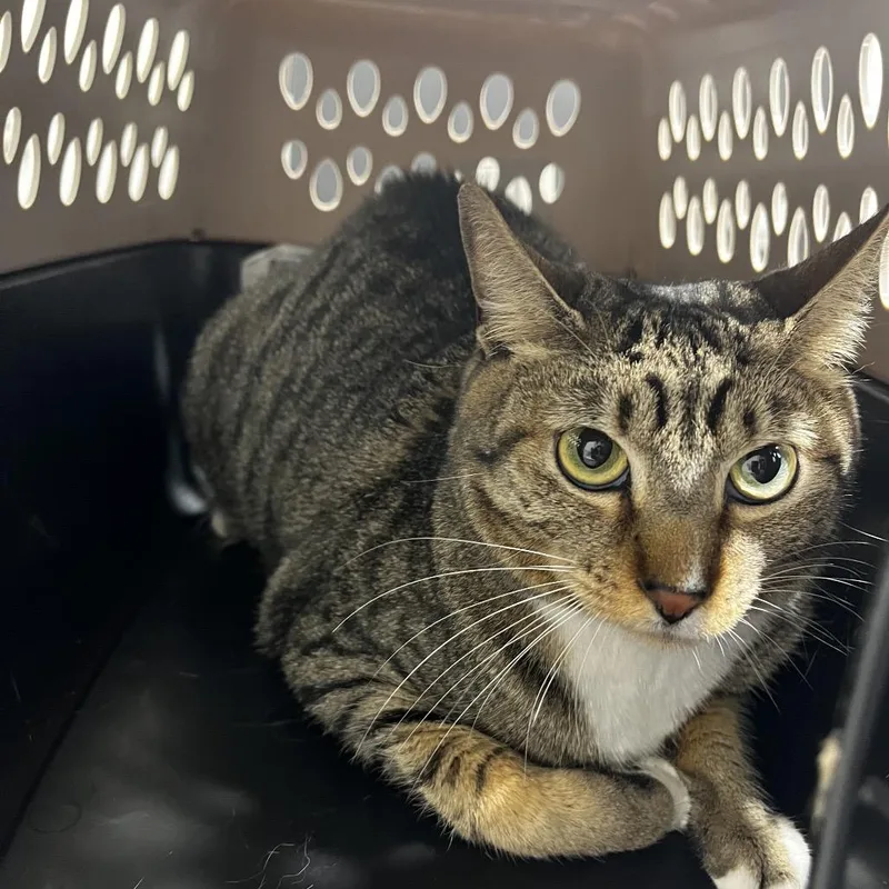 An adult medium-sized female Brown / Chocolate Domestic Short Hair cat named Munchkin for adoption in Tampa, FL
