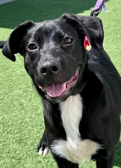 A young medium-sized male Black Labrador Retriever dog named Sidecar for adoption in Downers Grove, IL