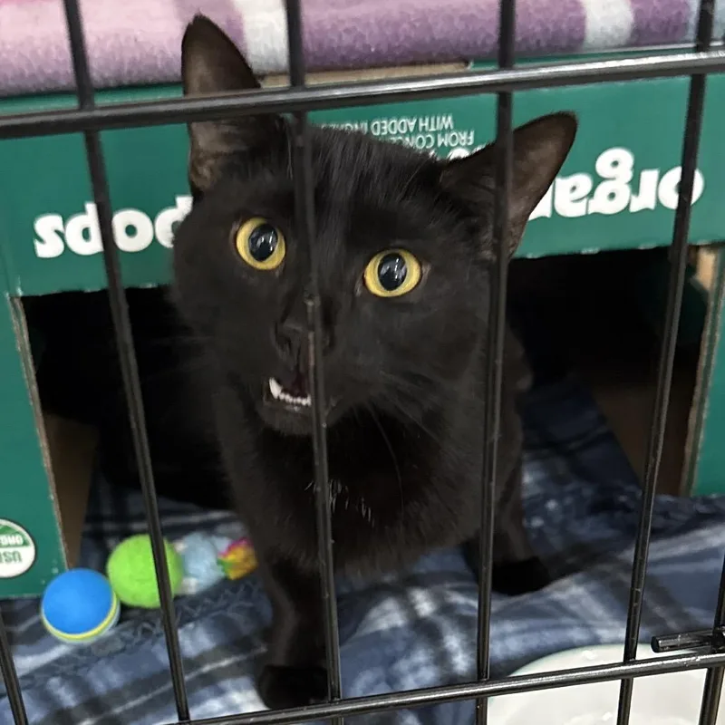 An adult medium-sized female Black Domestic Short Hair cat named Peep for adoption in Bismarck, ND
